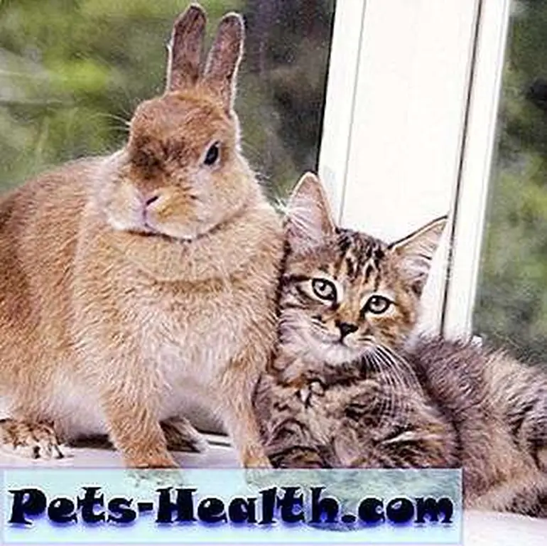 As long as the needs of both cats and rabbits are respected, of course they can live together! Kitten Snuggling With The Rabbit by Shutterstock. As long as the needs of both cats and rabbits are respected, of course they can live together! Kitten Snuggling With The Rabbit by Shutterstock.