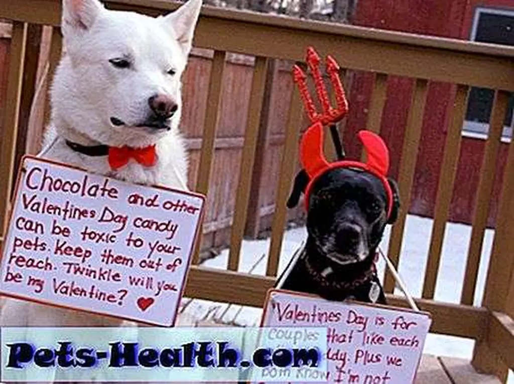 Dogs and parents fell in love and lived happily ever after. Dogs and parents fell in love and lived happily ever after.