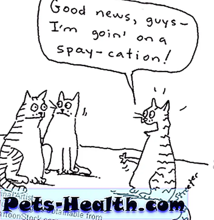 spaycation spaycation