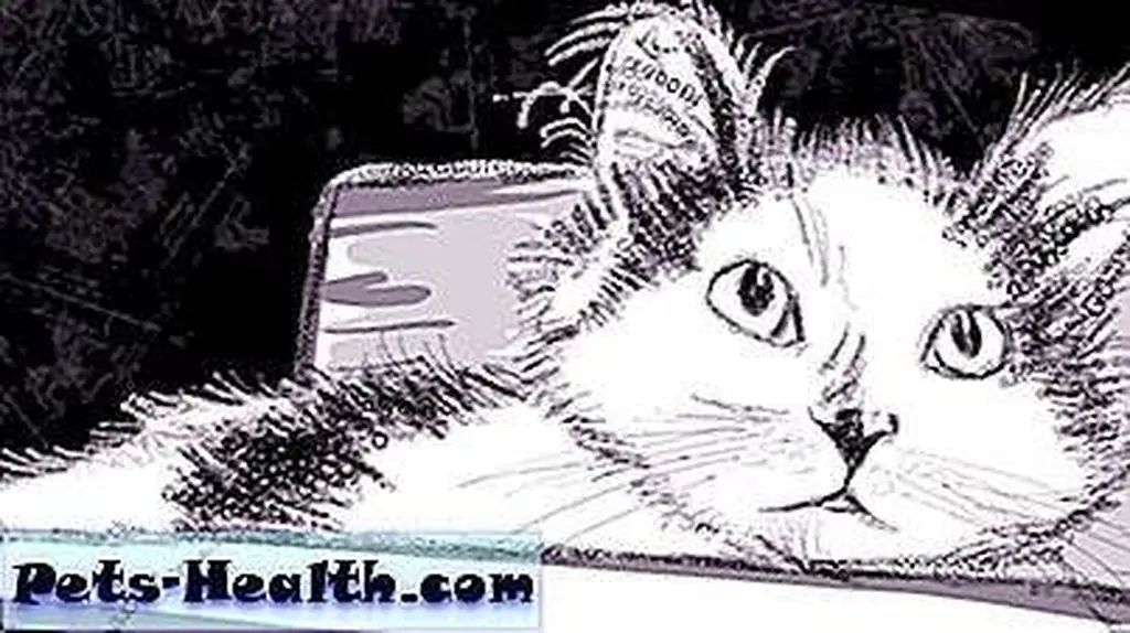 After adopting Oreo, Tina Modugno discovered she really enjoyed drawing cats. After adopting Oreo, Tina Modugno discovered she really enjoyed drawing cats.
