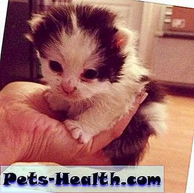 Oreo as a kitten, tiny enough to fit in the palm of your hand. Oreo as a kitten, tiny enough to fit in the palm of your hand.