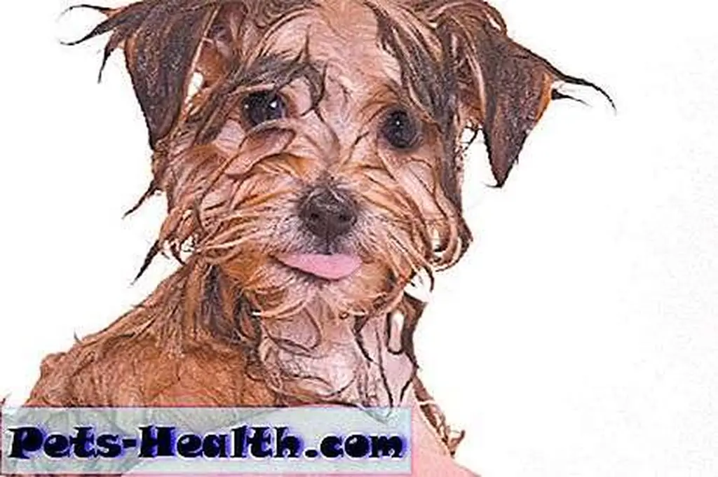 Image Image