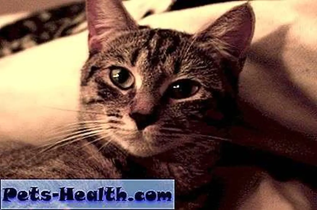 funny pictures of cats with captions funny pictures of cats with captions