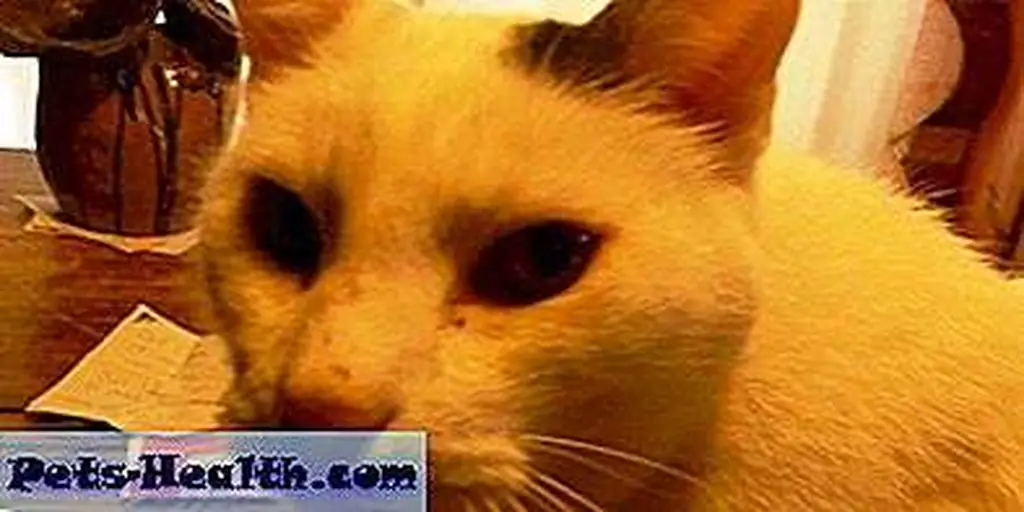 Kieran's entire body vibrates when he purrs. Someone who never noticed the power of a purr might enjoy experiencing it for the first time. Kieran's entire body vibrates when he purrs. Someone who never noticed the power of a purr might enjoy experiencing it for the first time.