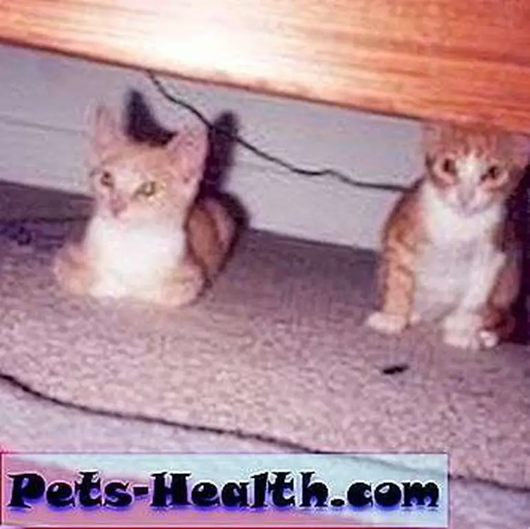 two_kittens two_kittens