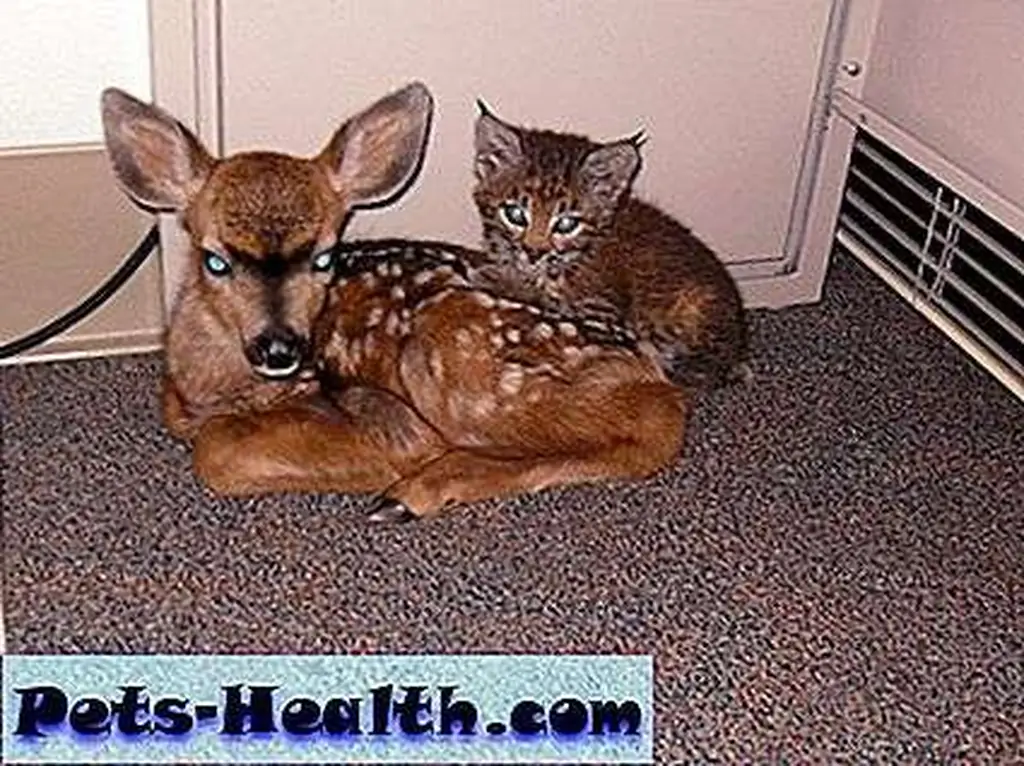 Fawn_MtnLionCub_2 Fawn_MtnLionCub_2