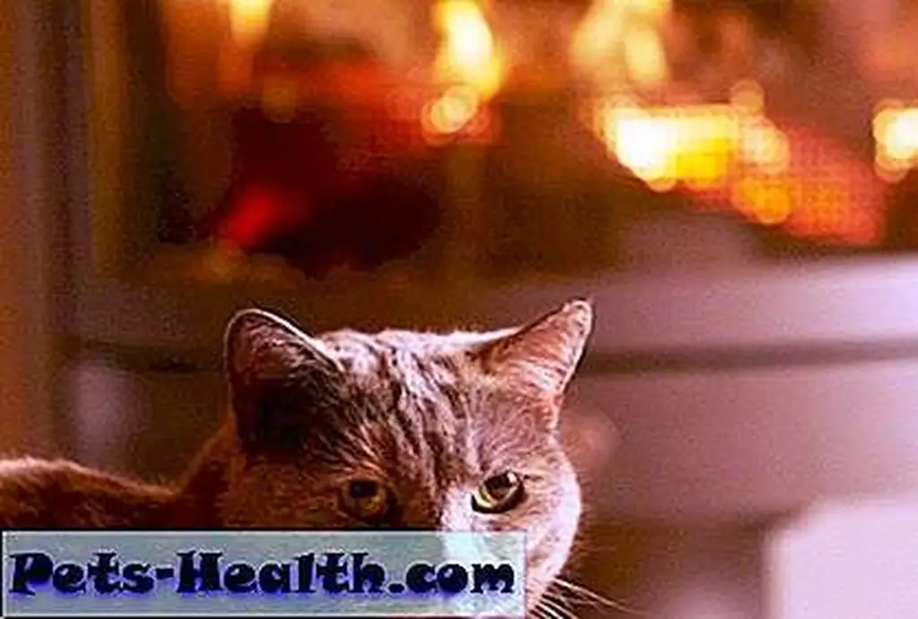 Close up of cat relaxing by cosy log fire by Shutterstock.com Close up of cat relaxing by cosy log fire by Shutterstock.com