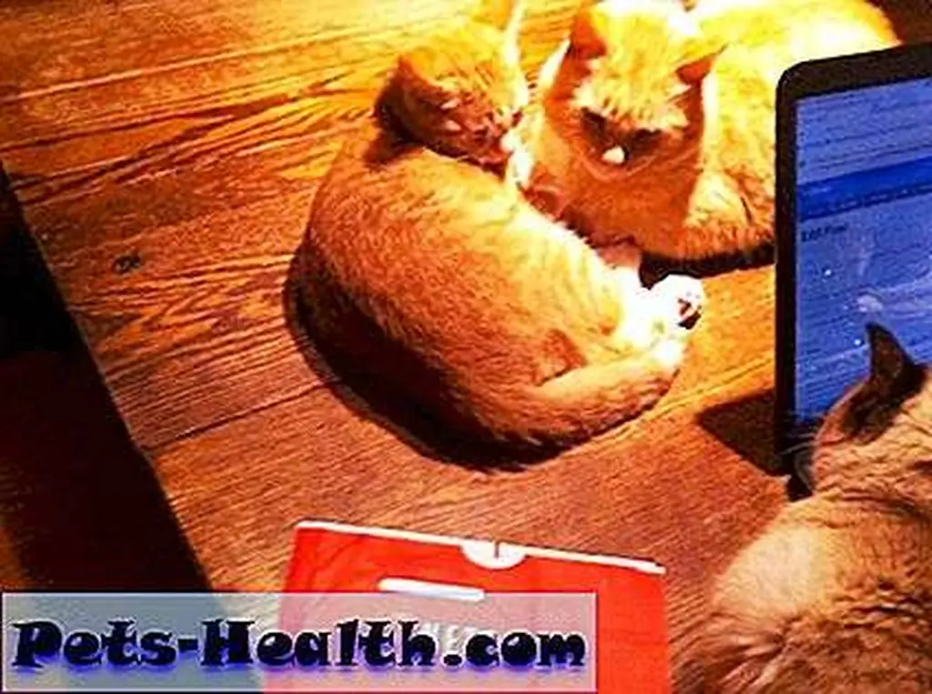 Three cats and a Netflix movie is a good recipe for winter contentment. Three cats and a Netflix movie is a good recipe for winter contentment.