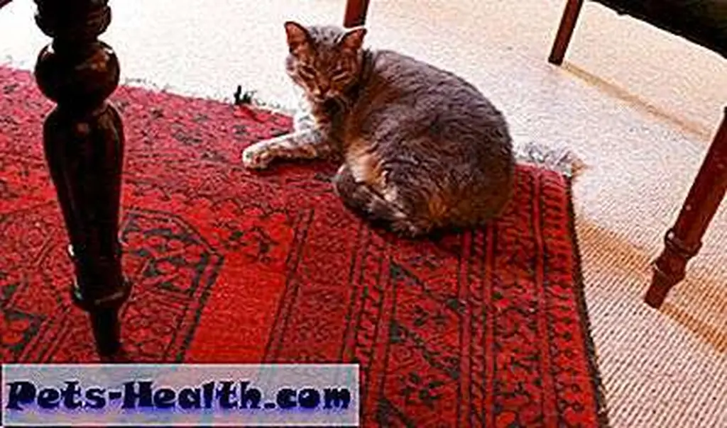 Lady Grey in her spot. Source swellcityguide.com Lady Grey in her spot. Source swellcityguide.com