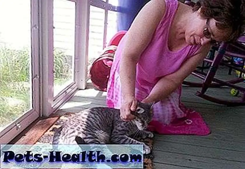 Forgotten Felines of Maine volunteer Ann McLaffery plays with Cloud. Forgotten Felines of Maine volunteer Ann McLaffery plays with Cloud.