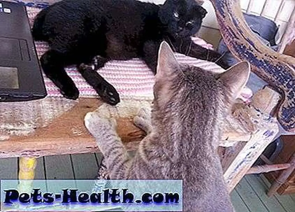Miracle makes himself comfortable in my seat, and Cloud, who, along with his mother was found taped inside a box near the targets at a shooting range, joins the party. Miracle makes himself comfortable in my seat, and Cloud, who, along with his mother was found taped inside a box near the targets at a shooting range, joins the party.
