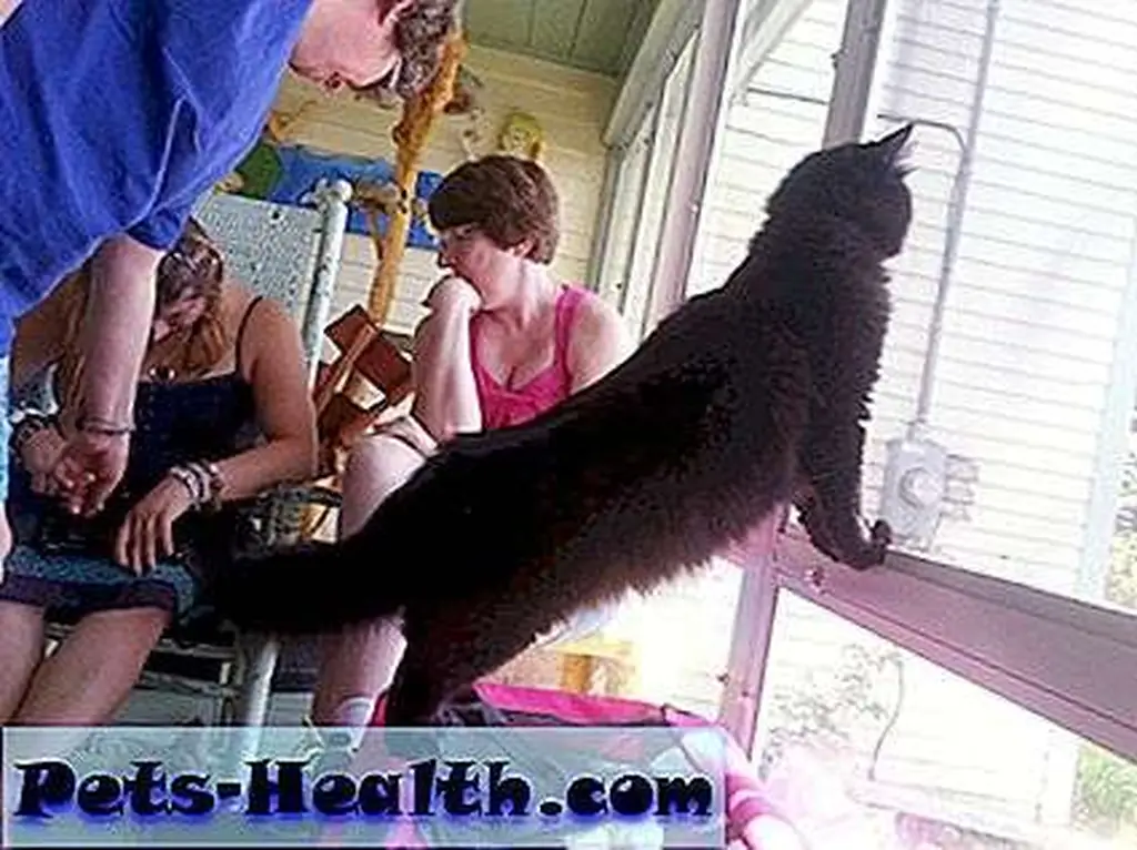 Left to right: Robin Fisher, Kristi Fournier, Stephanie Fournier … and Lucky the cat. Left to right: Robin Fisher, Kristi Fournier, Stephanie Fournier … and Lucky the cat.