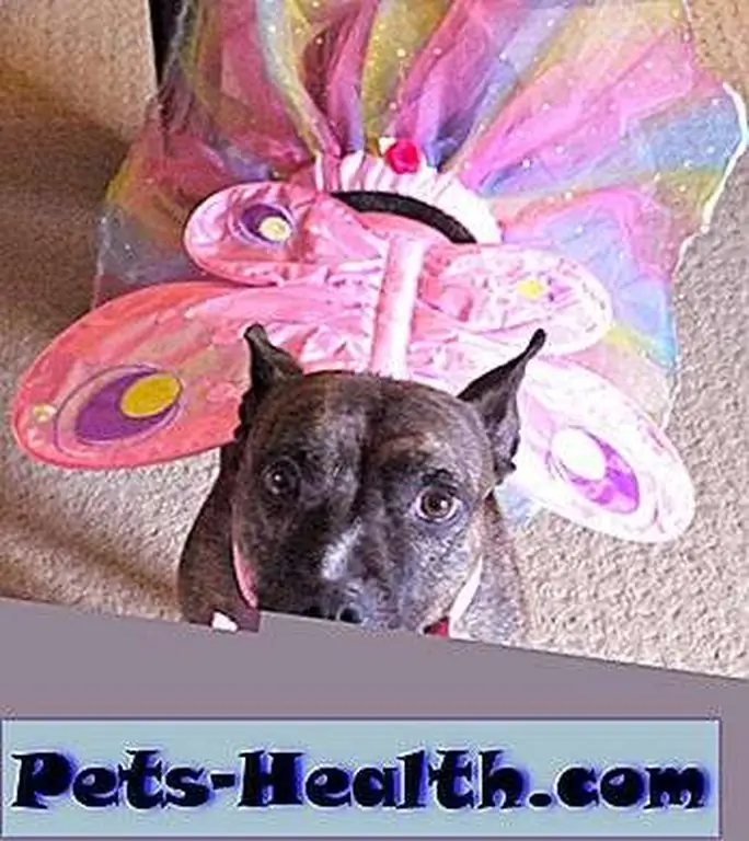 What? You've never seen a brindle dog in a tutu before?