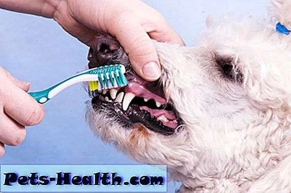 Keep away from the gums! -- Kachalkina Veronika / Shutterstock Keep away from the gums! -- Kachalkina Veronika / Shutterstock