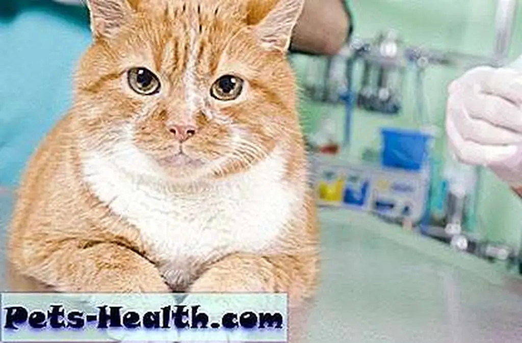 Heart disease is different in cats than in humans. Photo: Lovely orange cat waiting for treatment at the vet by Shutterstock Heart disease is different in cats than in humans. Photo: Lovely orange cat waiting for treatment at the vet by Shutterstock