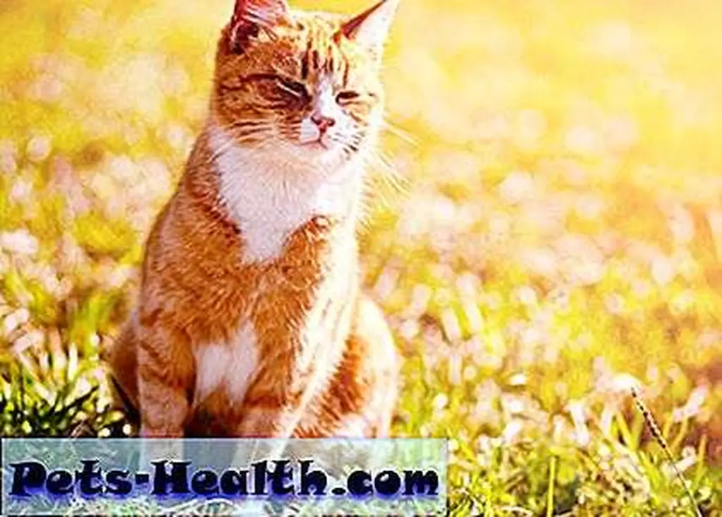 Photo: Red cat squinting in the bright sun by Shutterstock Photo: Red cat squinting in the bright sun by Shutterstock