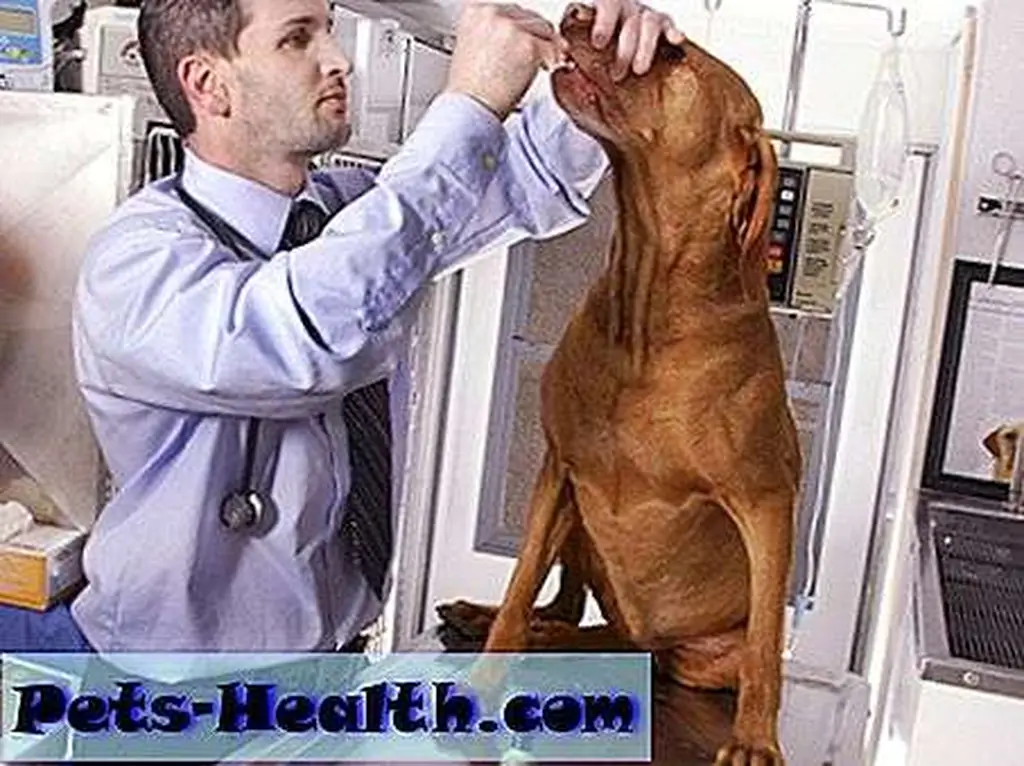 Dr. Doug Kramer administers medical marijuana to Mason the Vizsla, who has late-stage cancer Dr. Doug Kramer administers medical marijuana to Mason the Vizsla, who has late-stage cancer