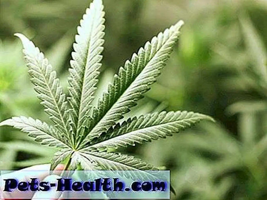 Cannabis, the controversial plant with potent pain-relieving powers. Image by Shutterstock Cannabis, the controversial plant with potent pain-relieving powers. Image by Shutterstock