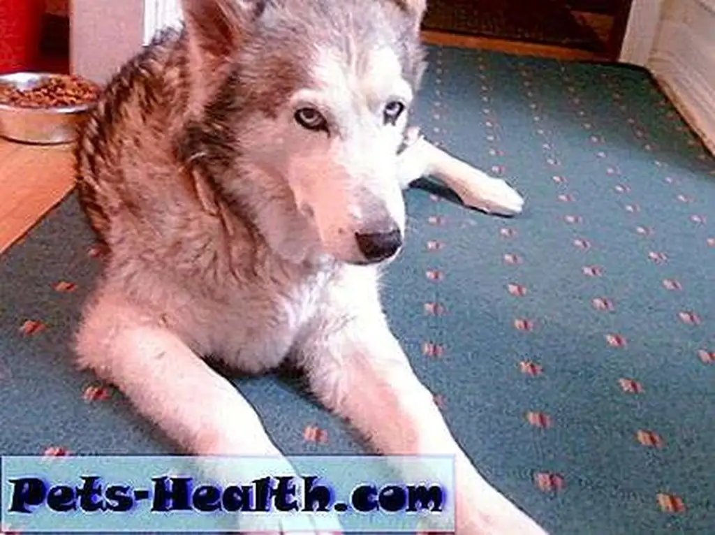 Nikita the Husky, inspiration behind Enlightened Veterinary Therapeutics. Photo courtesy of Dr. Doug Kramer Nikita the Husky, inspiration behind Enlightened Veterinary Therapeutics. Photo courtesy of Dr. Doug Kramer