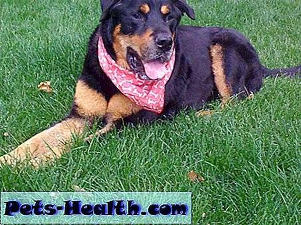 Sampson the Rottweiler, poster dog for medical marijuana's healing power. Sampson the Rottweiler, poster dog for medical marijuana's healing power.