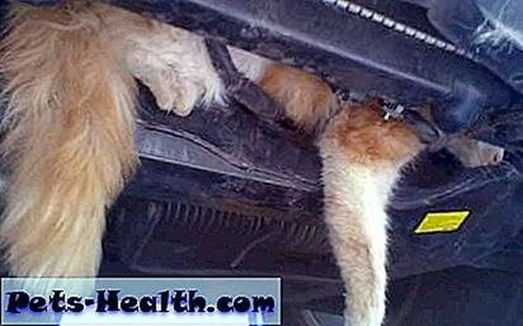 funny pictures of cats with captions funny pictures of cats with captions