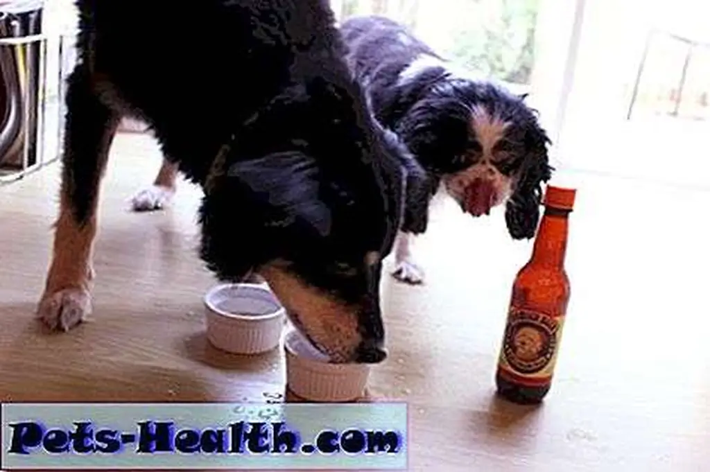 I don't always drink beer, but when I do it's specifically formulated without hops because I'm a dog. I don't always drink beer, but when I do it's specifically formulated without hops because I'm a dog.