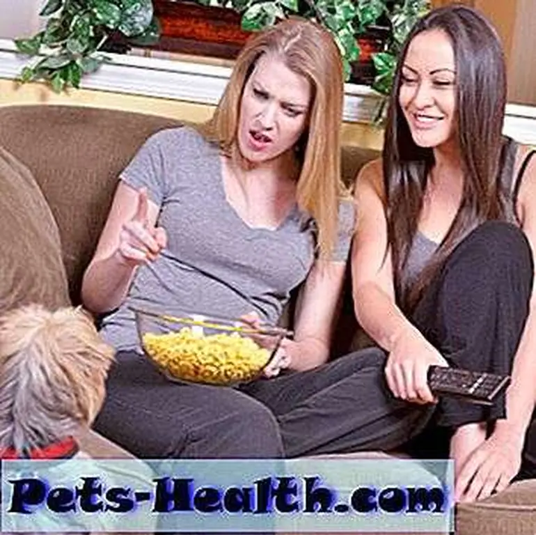 Dog begging for popcorn by Shutterstock Dog begging for popcorn by Shutterstock
