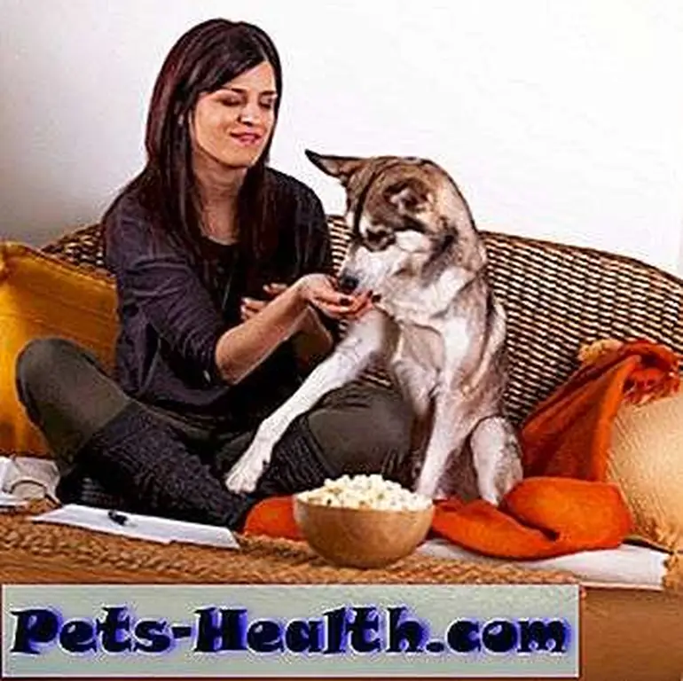 Woman feeding dog popcorn by Shutterstock Woman feeding dog popcorn by Shutterstock