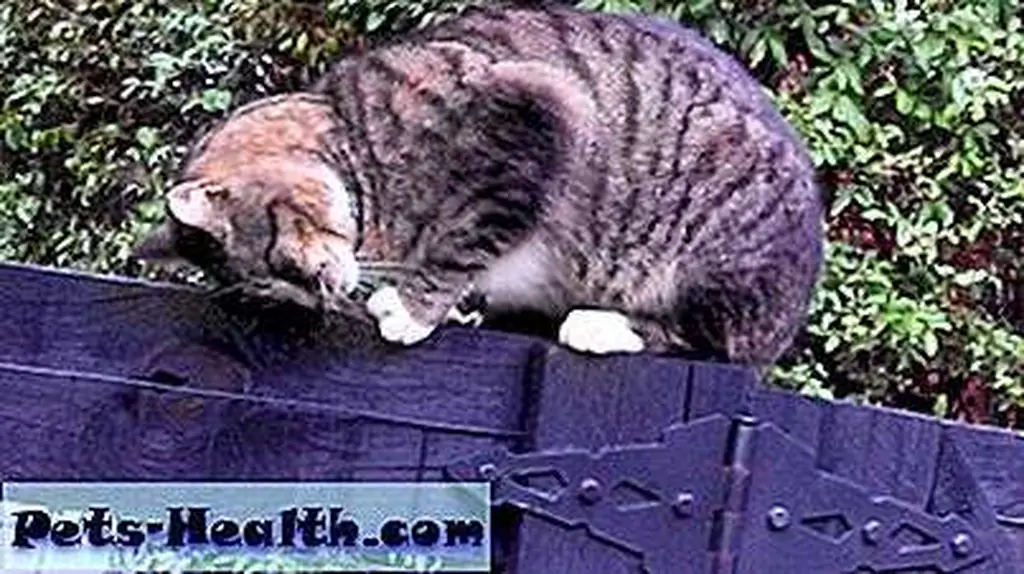 I'll rub on this fence until someone see's me. I'll rub on this fence until someone see's me.