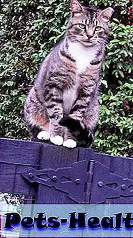 Ash setting on the back gate watching the dogs. Ash setting on the back gate watching the dogs.