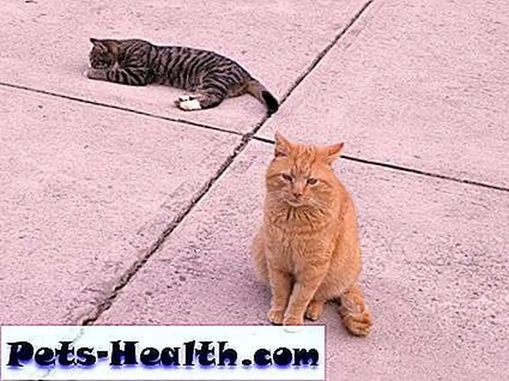 That cat thinks he owns this place. That cat thinks he owns this place.