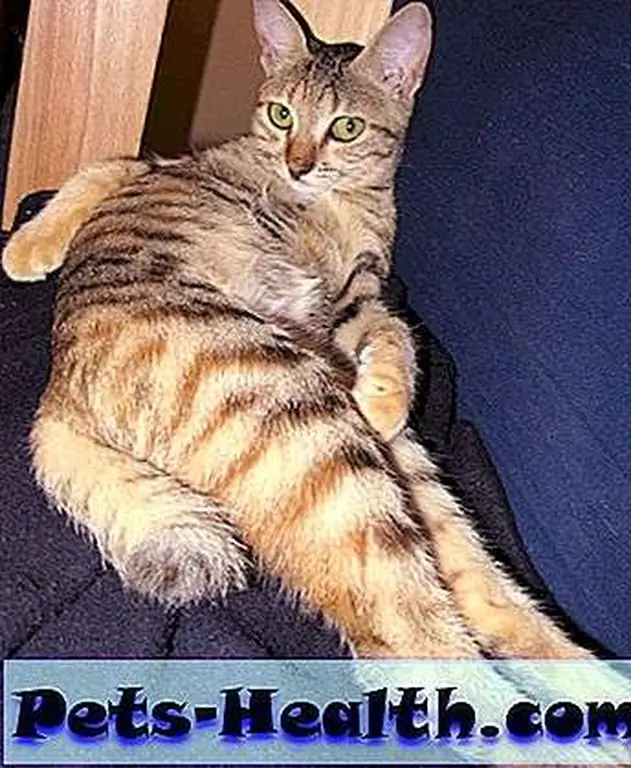 If you were to monitor your cat remotely, you might be shocked to find out what she's getting into! Photo: Shuttesrtock