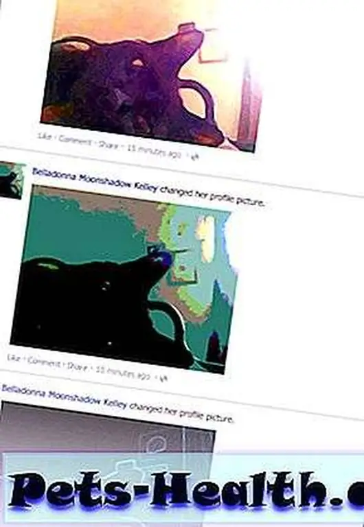 If my cat, Bella, had her own Facebook page, she'd be the feline version of an annoying teenager (but without the duckface because cats can't duckface).