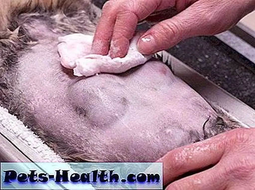 Cats have two rows of four mammary glands each. They're much more visible when a cat is pregnant. 