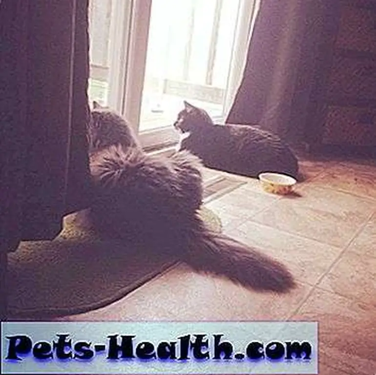 Saffy and Cosmo watching Bird TV. Saffy and Cosmo watching Bird TV.