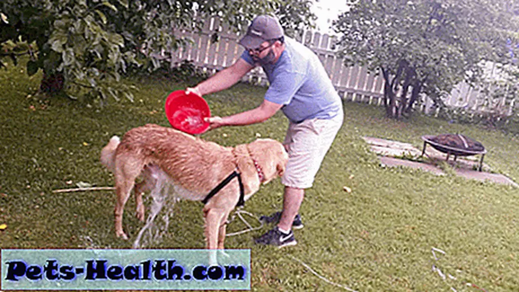 My husband and GhostBuster back when we were DIY shampooing our itchy rescue dog. My husband and GhostBuster back when we were DIY shampooing our itchy rescue dog.