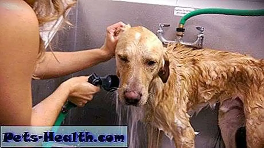 Jenn Shaw at Tall Tails Grooming is careful as she washes around GhostBuster's ears. Jenn Shaw at Tall Tails Grooming is careful as she washes around GhostBuster's ears.