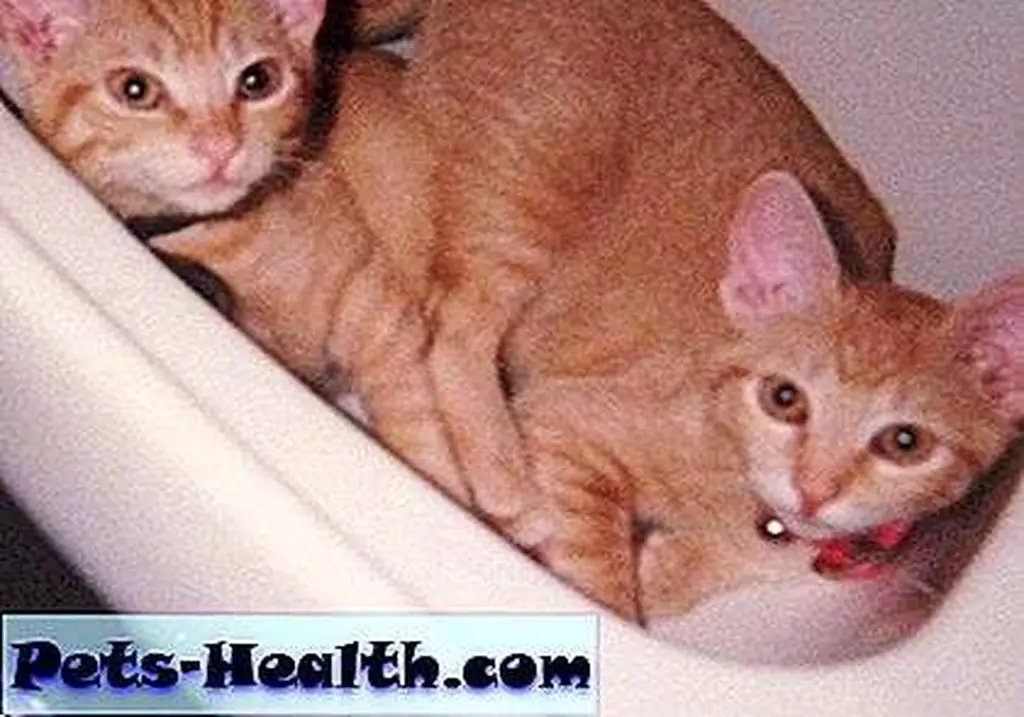 Kitten Ripley on left. Kitten Molly on right. Kitten Ripley on left. Kitten Molly on right.