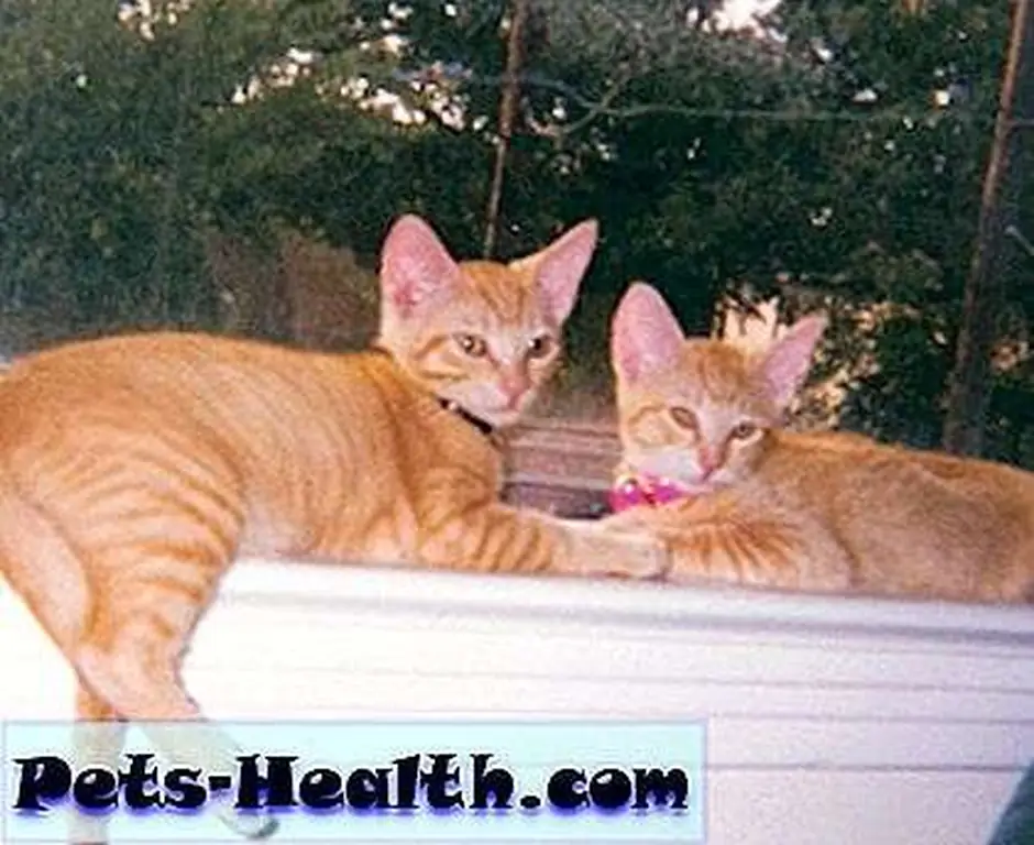 Doin' what the big cats do, only cuter. Doin' what the big cats do, only cuter.