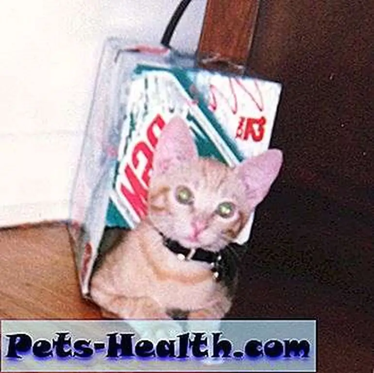 Ripley in a soda box. Because of course. Ripley in a soda box. Because of course.