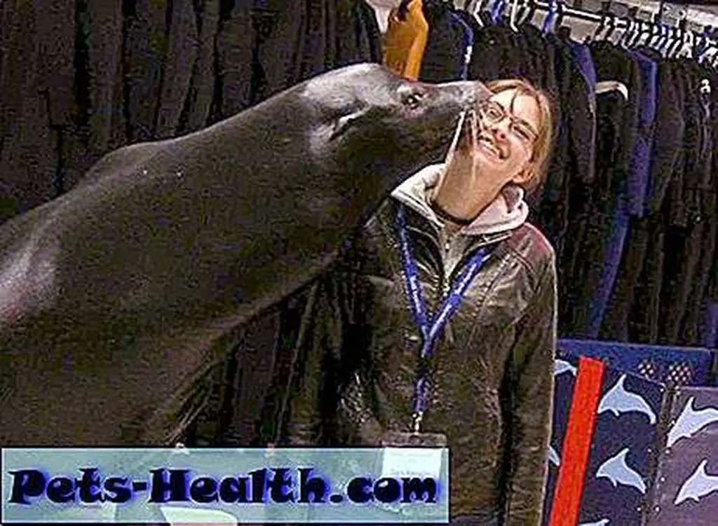 I don't train sea lions, but they like me just the same. Here I'm kissed by Ty at Chicago's Shedd Aquarium after a week-long camp for professional trainers in 2012.