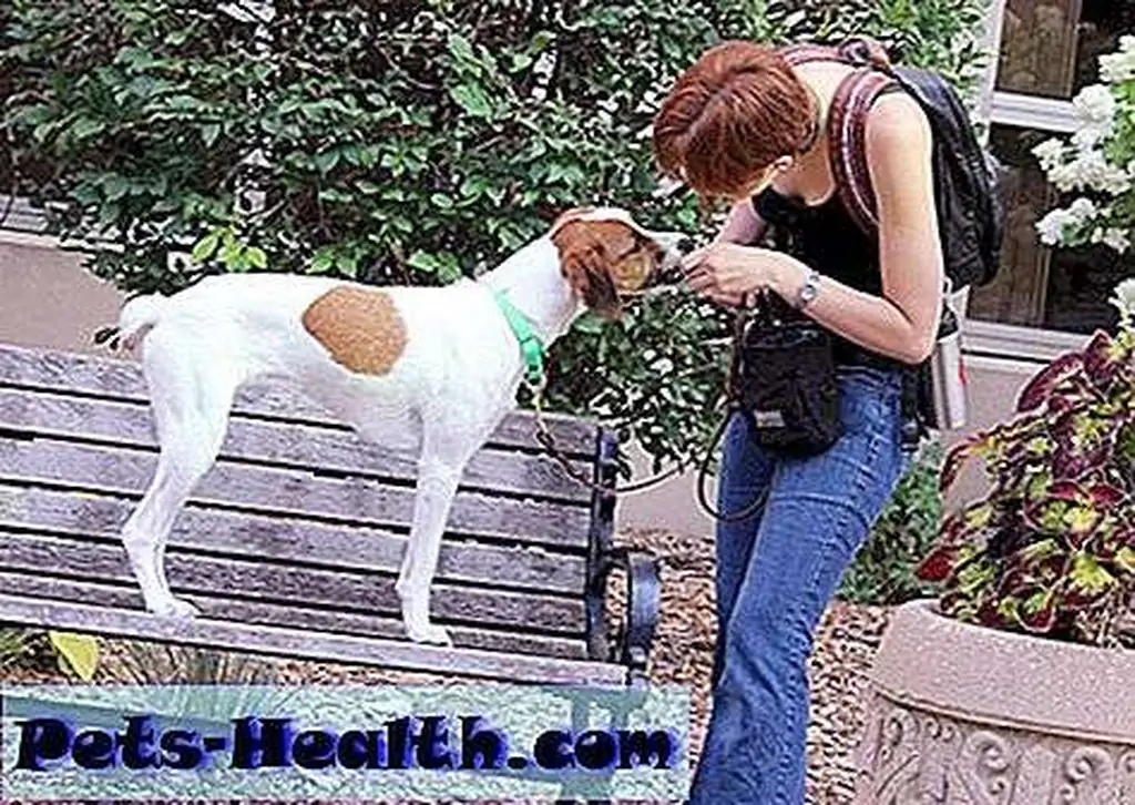 Here I work with a young dog named Mischief during an Outdoor Adventures training class.