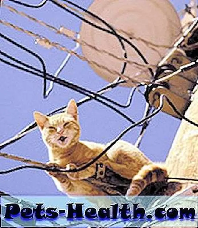 orange-tabby-stuck orange-tabby-stuck