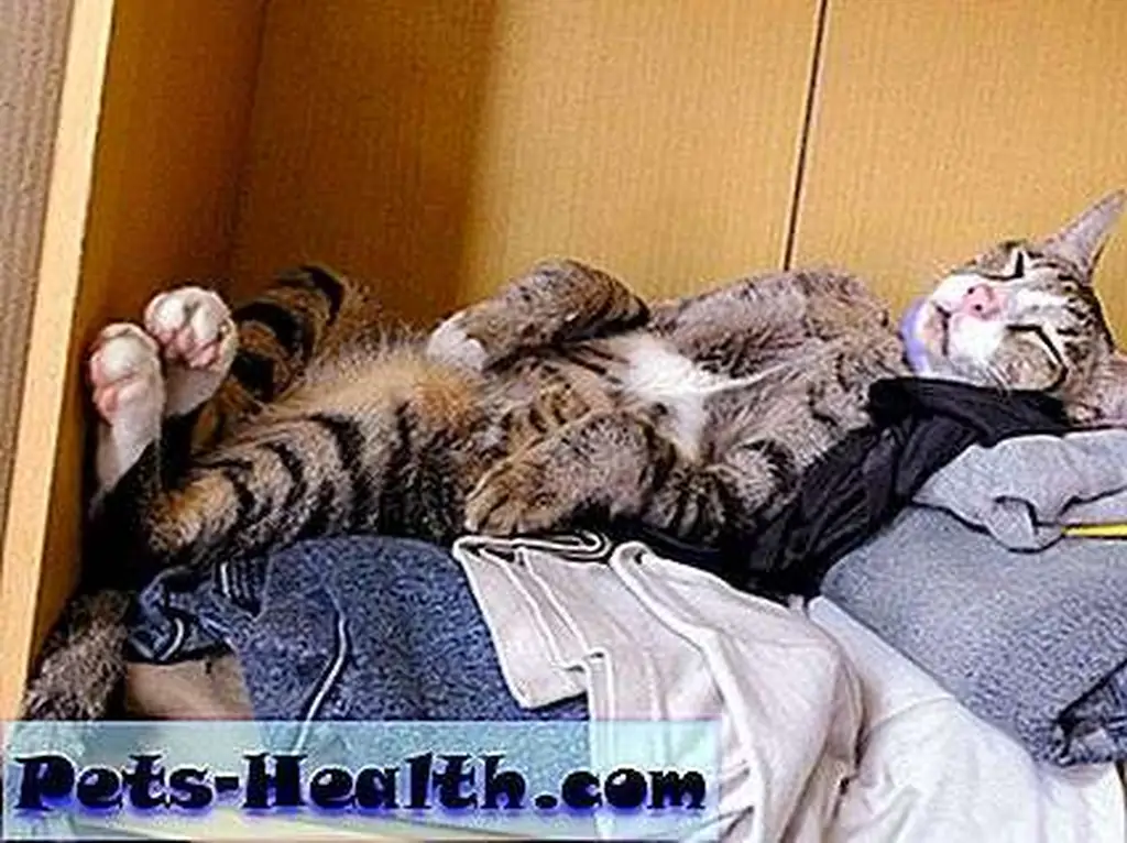 Lazy cat sleeping by Shutterstock. Lazy cat sleeping by Shutterstock.