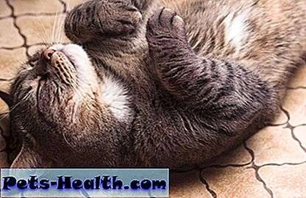 Funny lazy cat by Shutterstock. Funny lazy cat by Shutterstock.