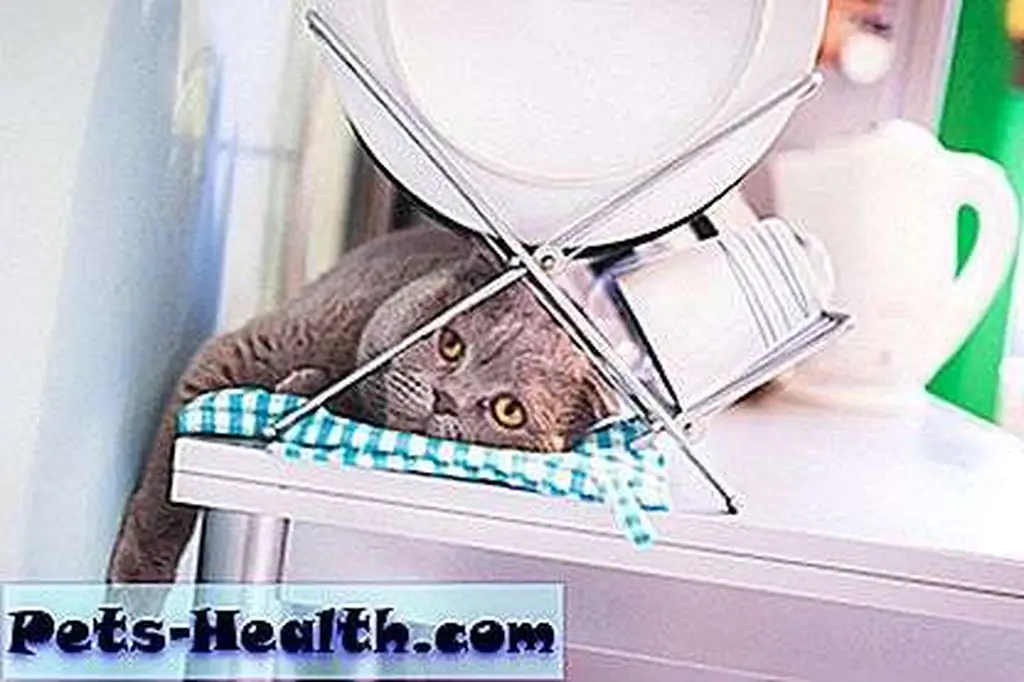 Lazy cat by Shutterstock. Lazy cat by Shutterstock.