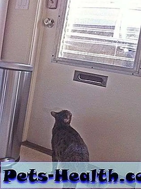 What the hell is beyond the kitchen? I must know.