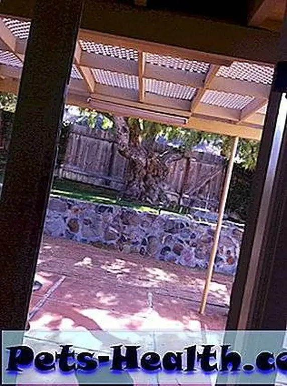 The bird's nest, above. The cat, below. Nobody move, nobody get hurt.