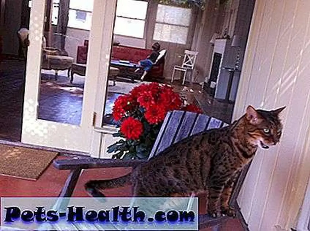 Bunnies, huh? I'm not buying it.