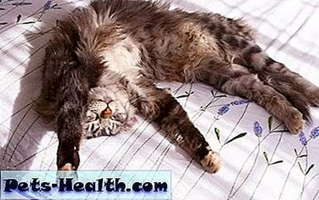 Just five more minutes and then I'll get back to napping … oh. Fluffy cat stretching by Shutterstock